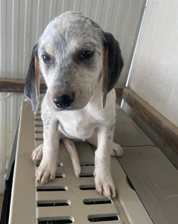 SIRYA MIX SEGUGINA SETTERINA Foto 4